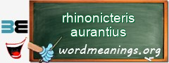 WordMeaning blackboard for rhinonicteris aurantius